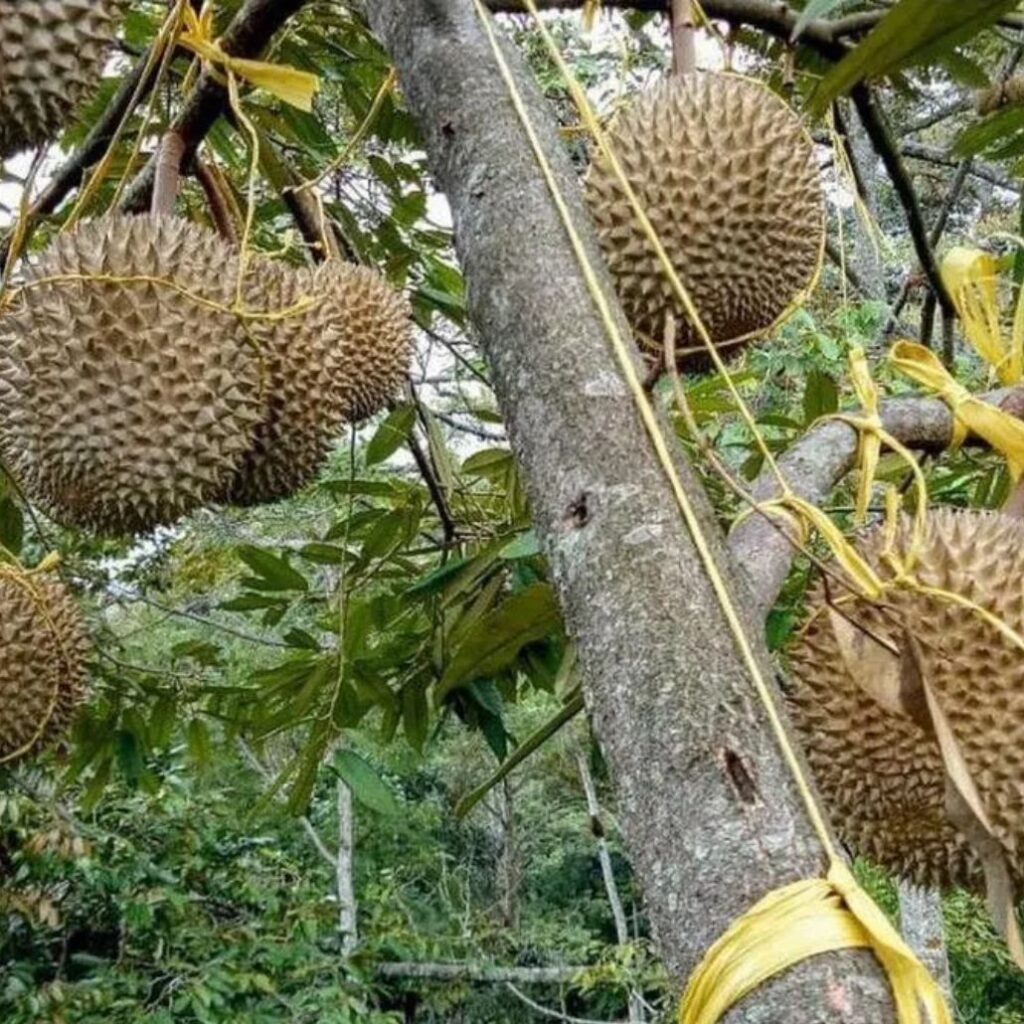 jual bibit durian