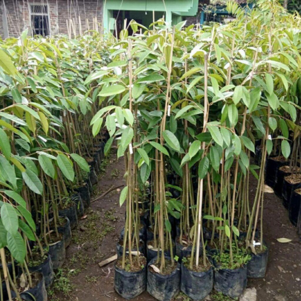 jual bibit durian