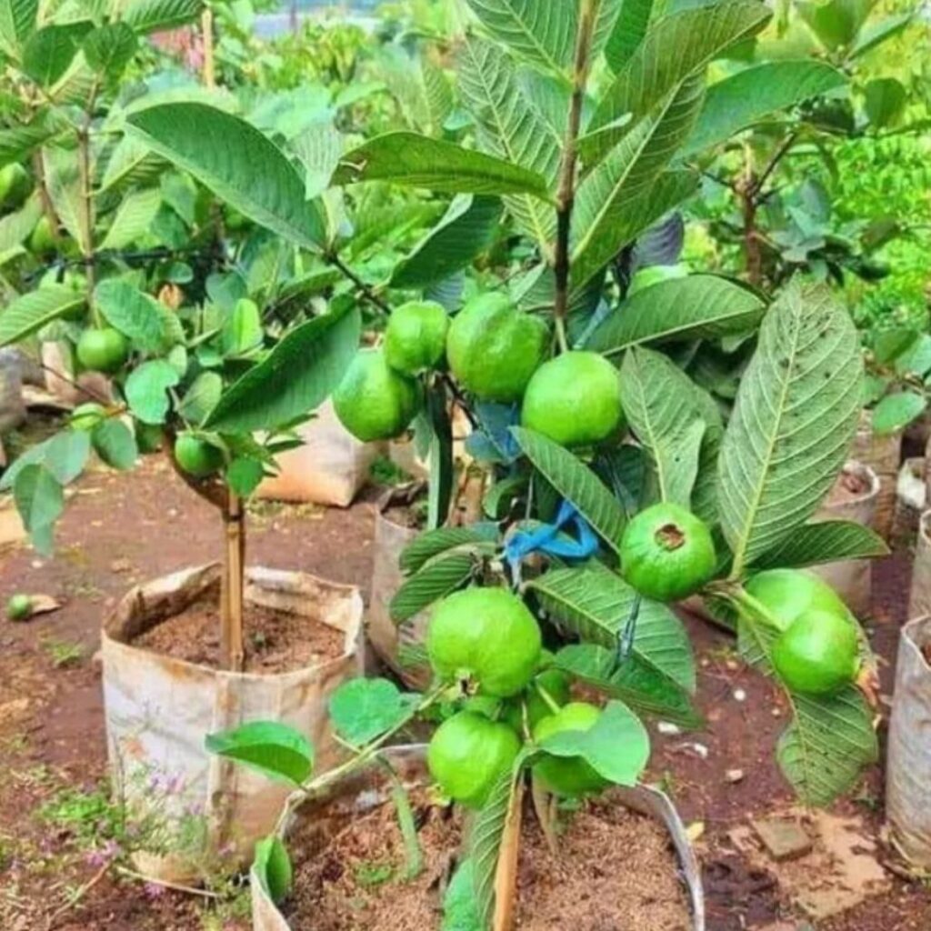 jual bibit jambu