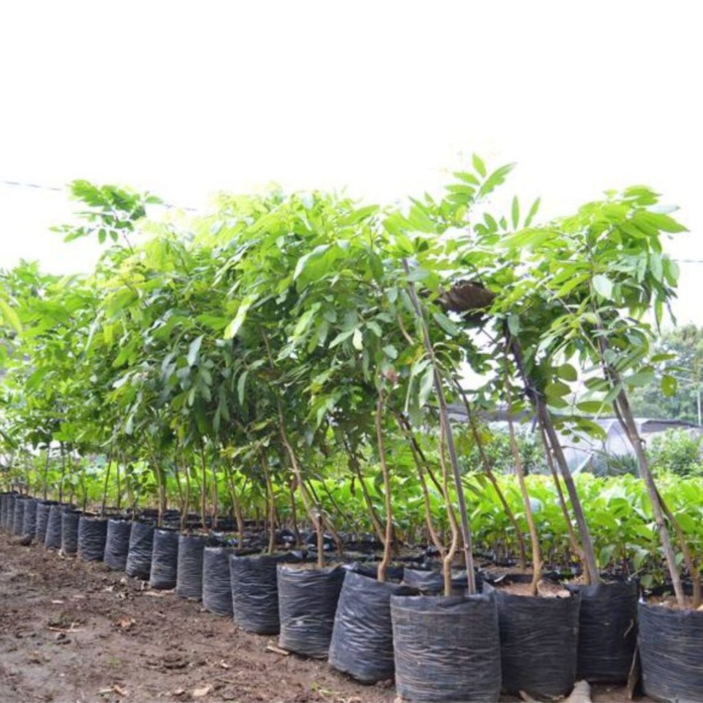 jual bibit klengkeng