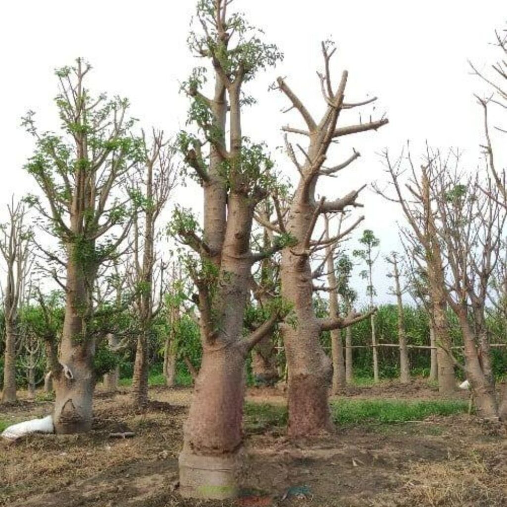 jual pohon baobab kaki gajah