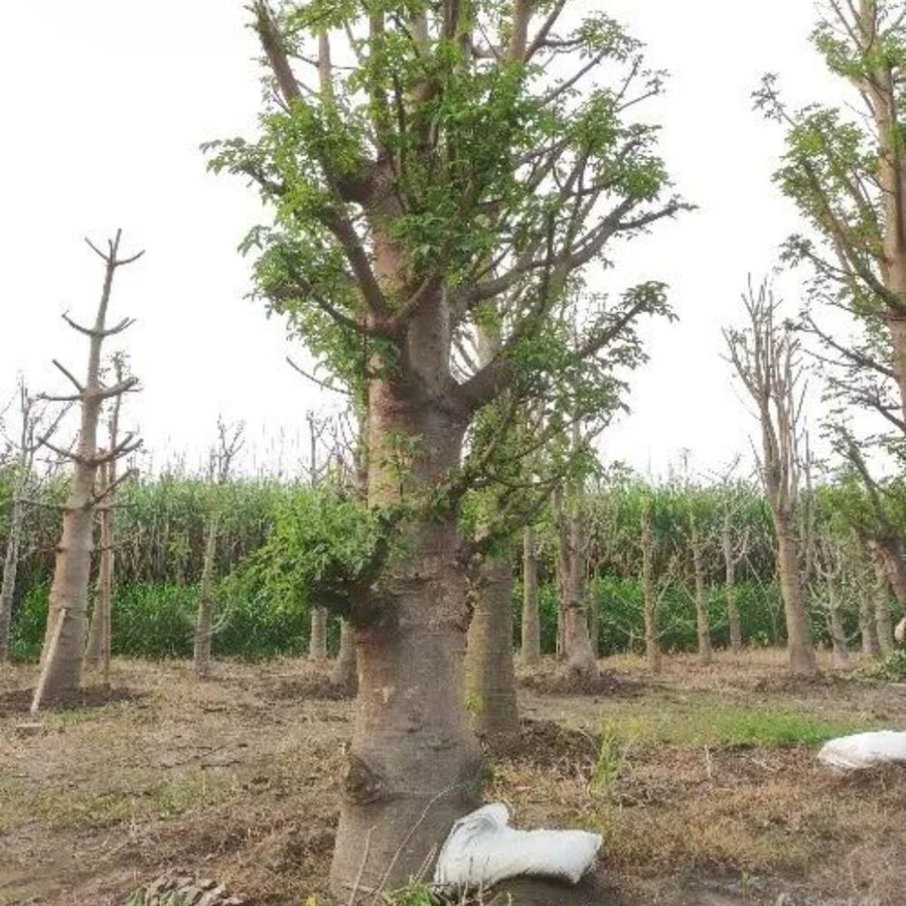 jual pohon baobab kaki gajah