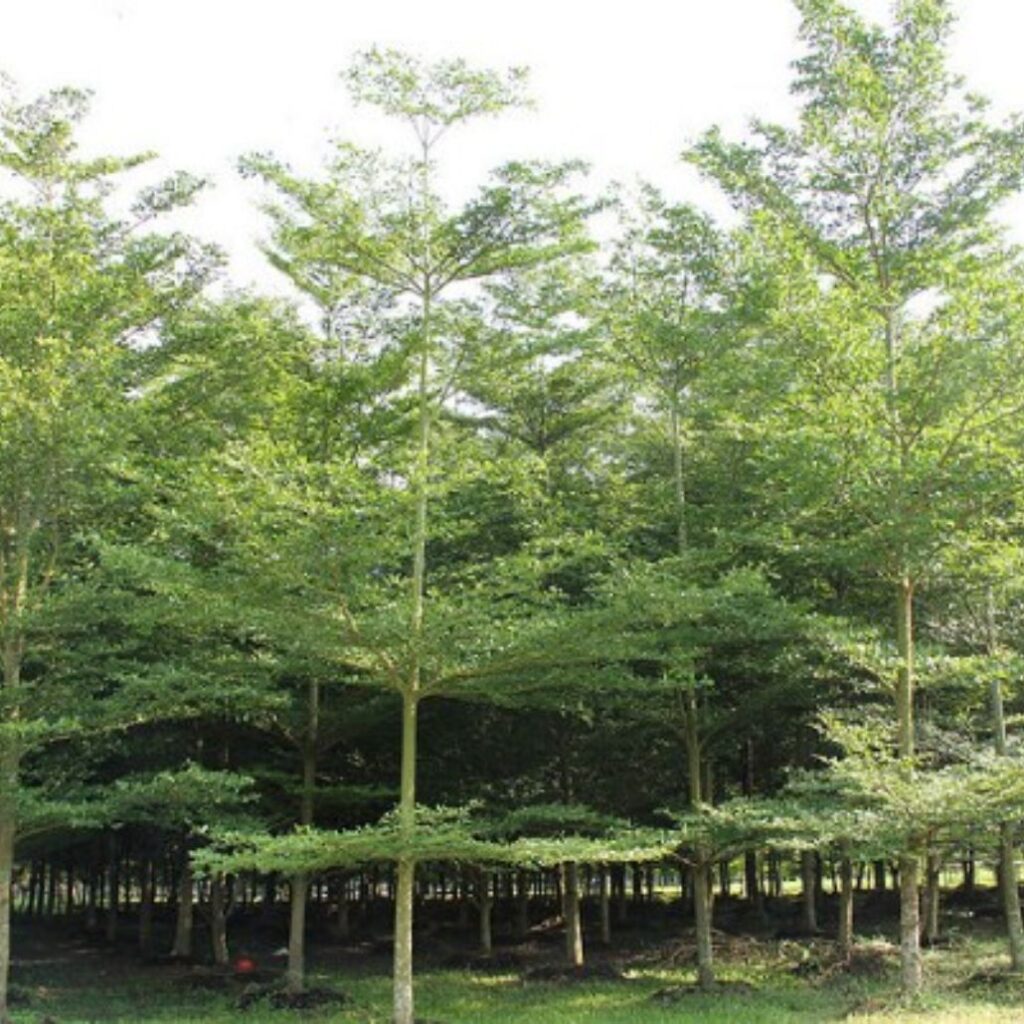 pohon ketapang kencana besar