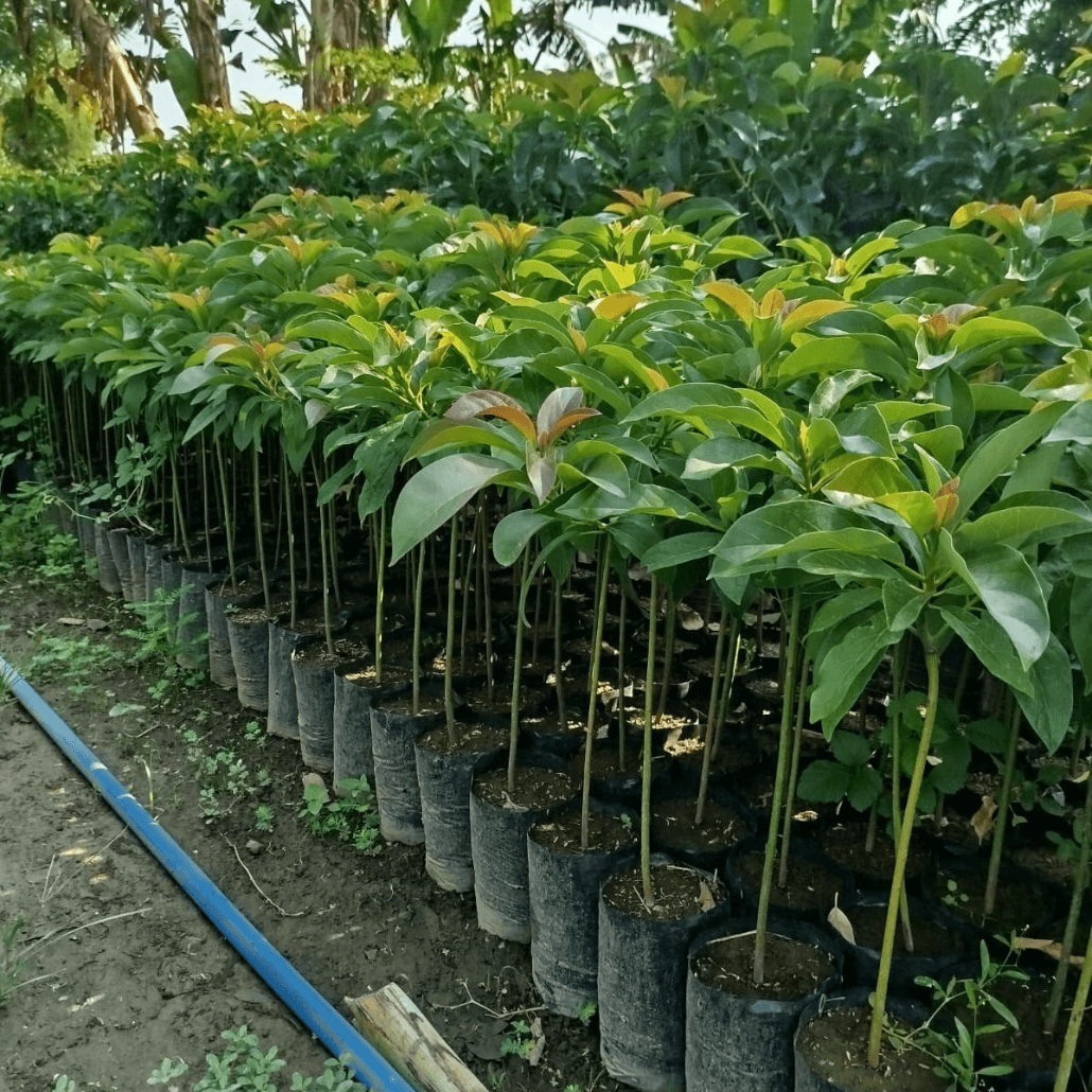 Jual Bibit Tanaman Buah Berkualitas Dengan Harga Terjangkau