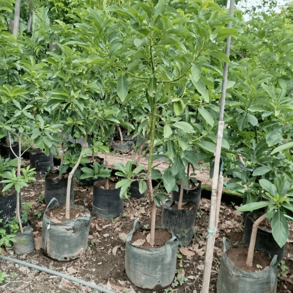 jual bibit alpukat miki mentega