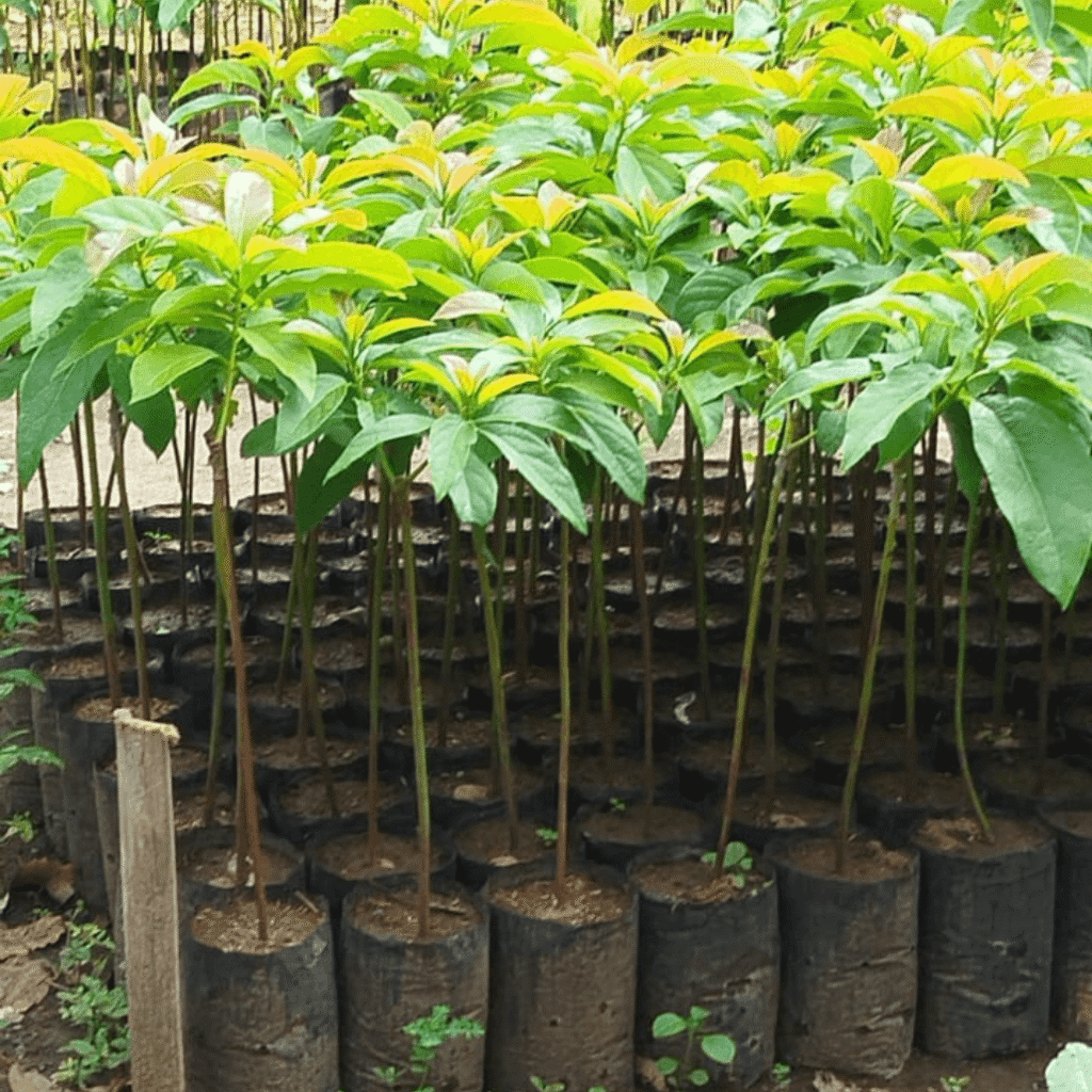 jual bibit alpukat miki mentega